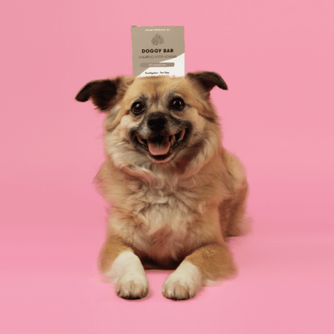 Shampoo Bar Honden